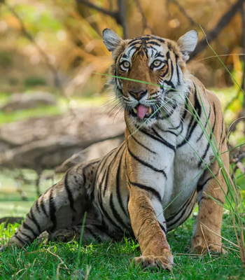 Jaipur Ranthambore Udaipur Jodhpur Tour Packages Tour